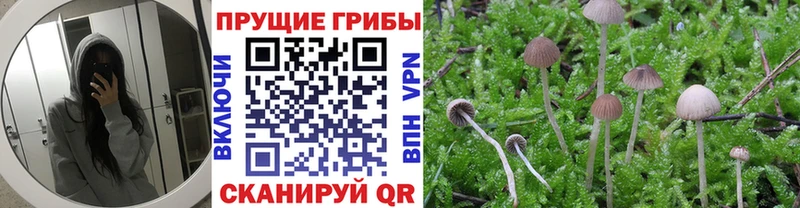 Псилоцибиновые грибы Magic Shrooms  Красный Сулин 